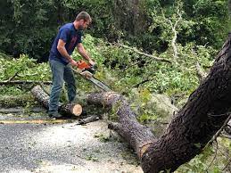 Best Storm Damage Tree Cleanup  in Crest, CA