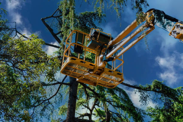 Best Weed Control  in Crest, CA