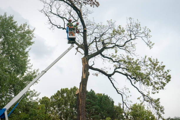 Best Tree Removal  in Crest, CA