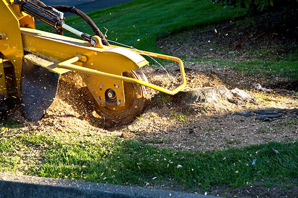 Best Lawn Mowing  in Crest, CA